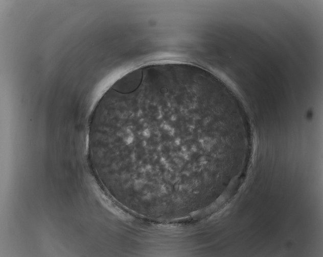 X0000116771413200912241154