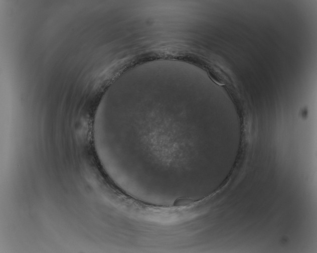 X0000116770029201001071225