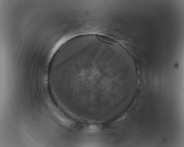 X0000116770056201001071225