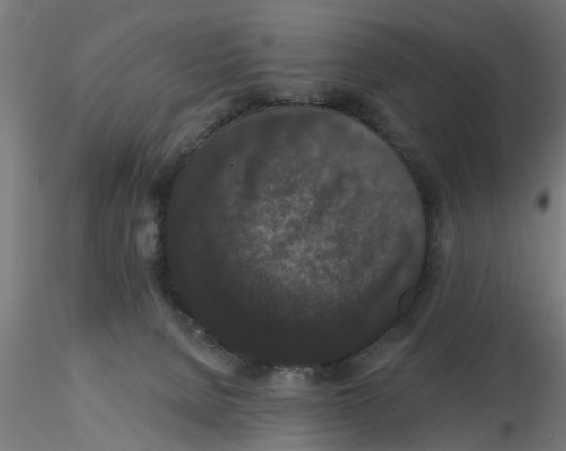 X0000116770080201001071225