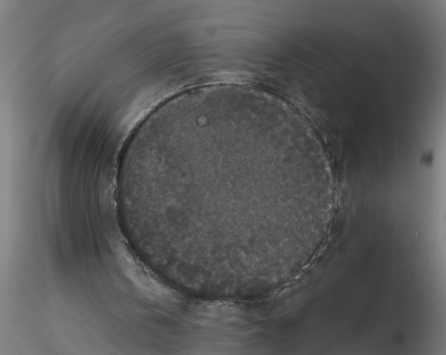 X0000116770146201001071223