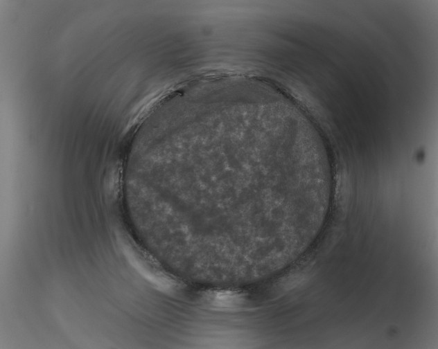 X0000116770165201001071223