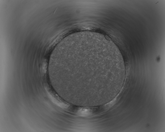 X0000116770174201001071224