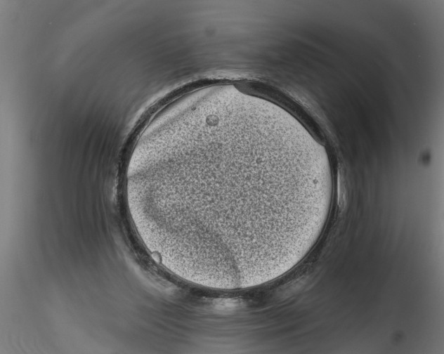 X0000116770204201001071223