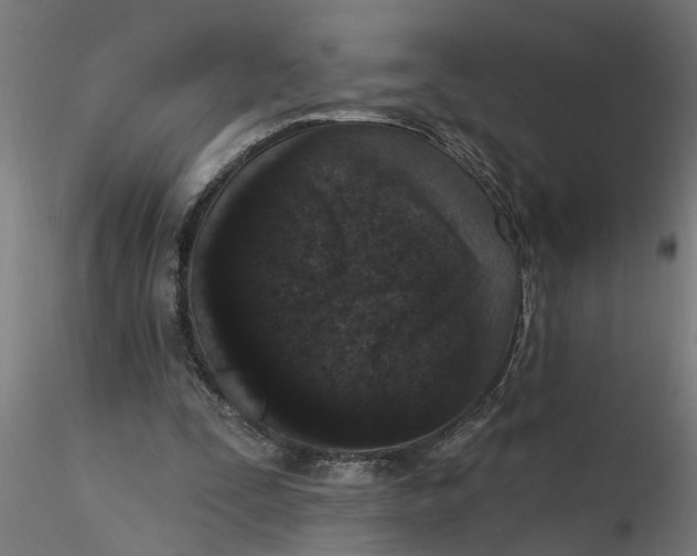 X0000116770295201001071222