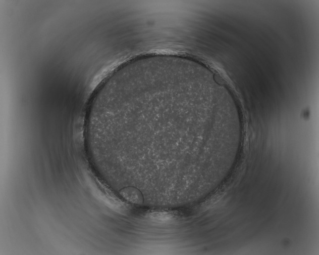 X0000116770299201001071222