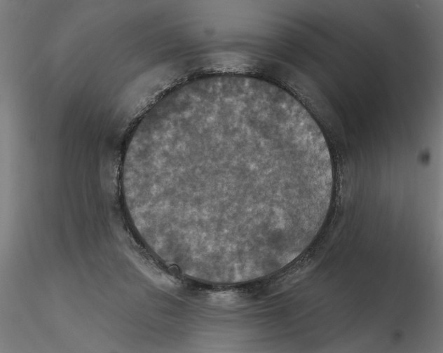 X0000116770309201001071222