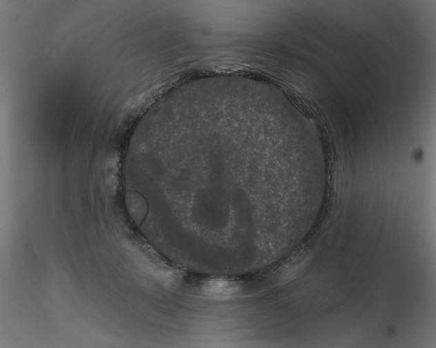 X0000116770319201001071221