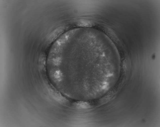 X0000116770322201001071221