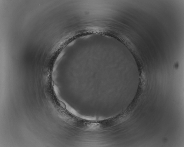 X0000116770355201001071221