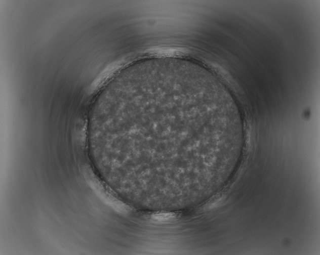 X0000116770357201001071221