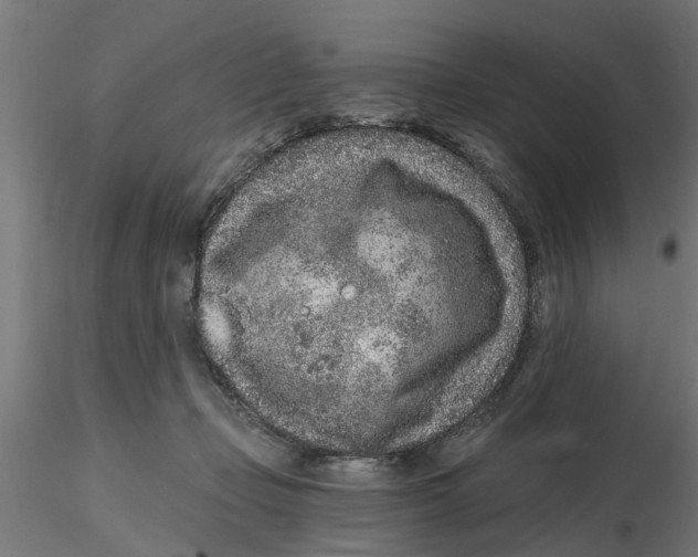 X0000116770365201001071221