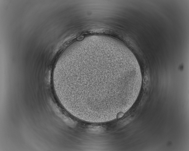 X0000116770454201001071220