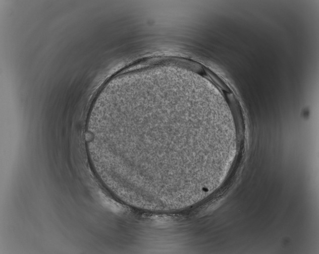 X0000116770481201001071219