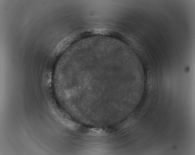 X0000116770502201001071219