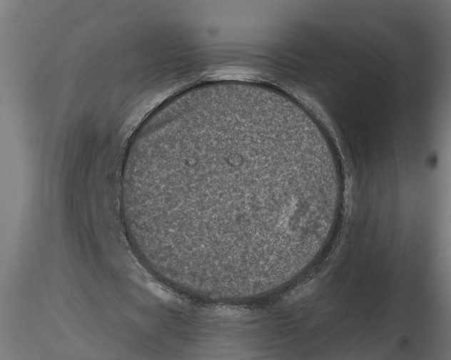 X0000116770529201001071218