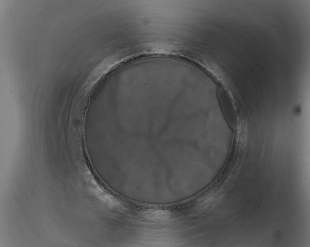 X0000116770577201001071218