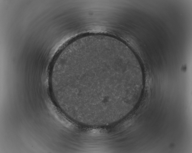 X0000116770584201001071218