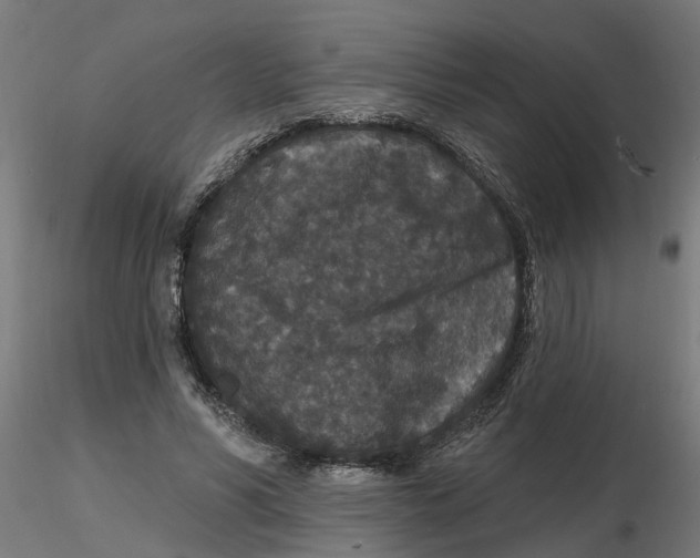 X0000116770590201001071218