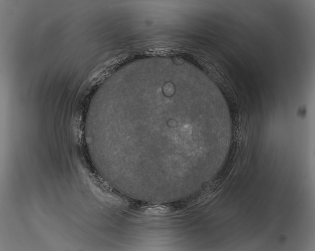 X0000116770599201001071218