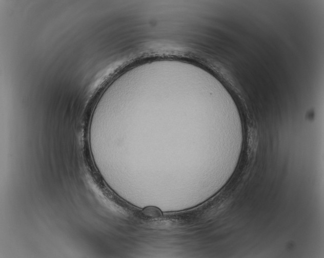 X0000116770629201001071217