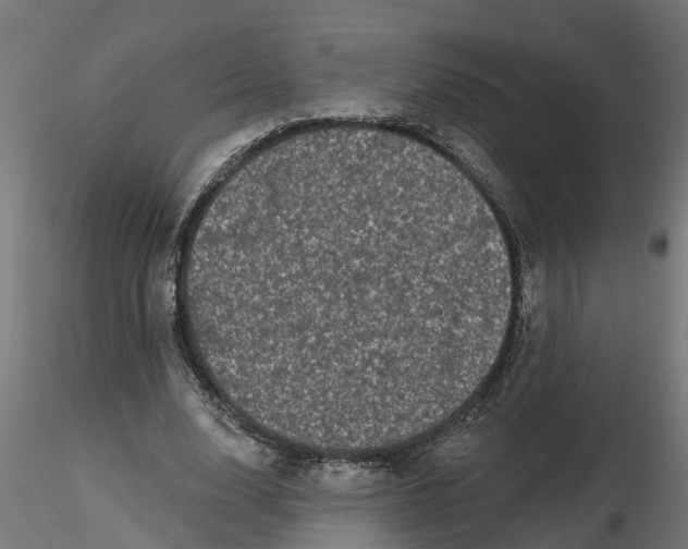 X0000116770632201001071217