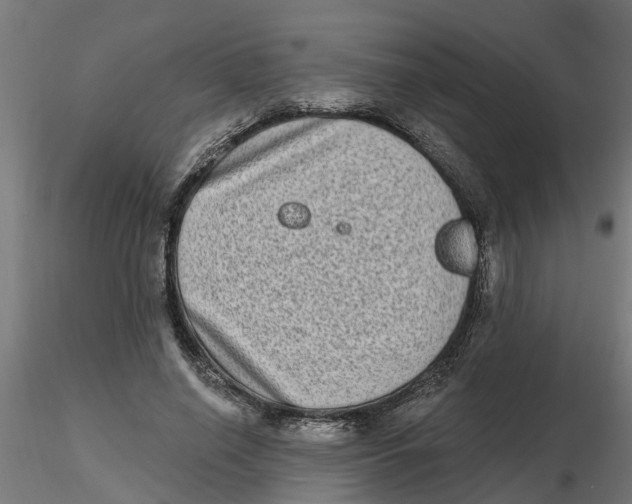 X0000116770638201001071217