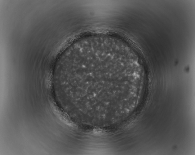 X0000116770641201001071217