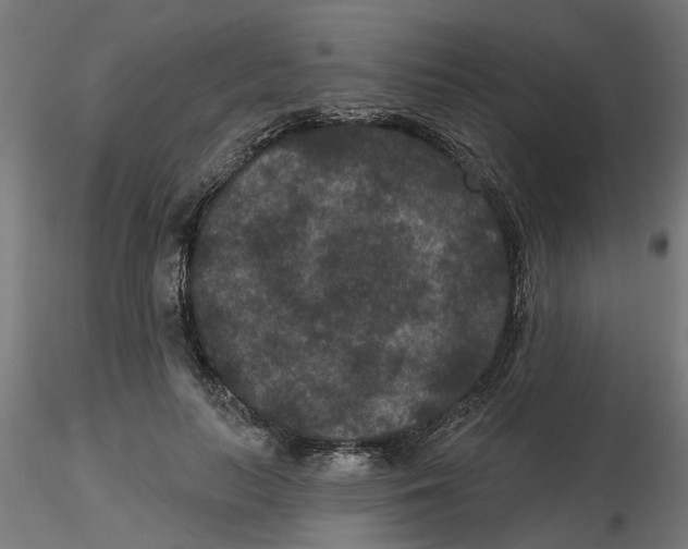 X0000116770647201001071217