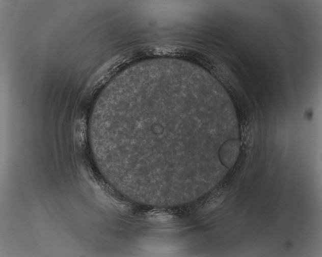 X0000116770648201001071217