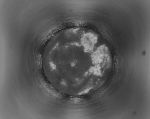 X0000116770650201001071217