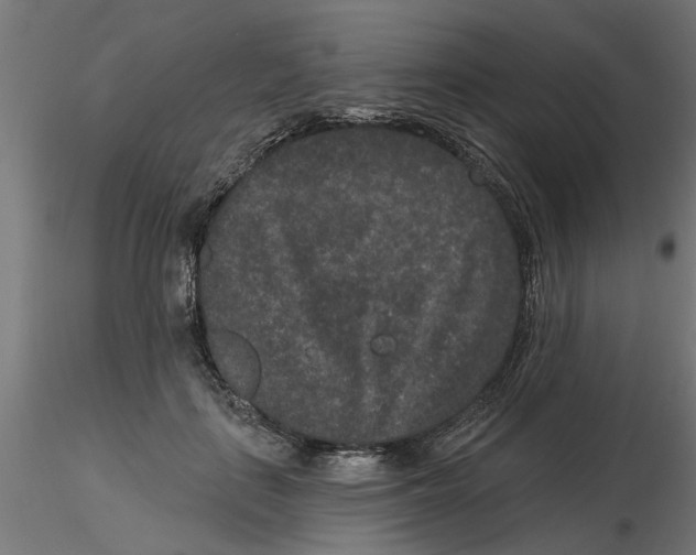 X0000116770651201001071217