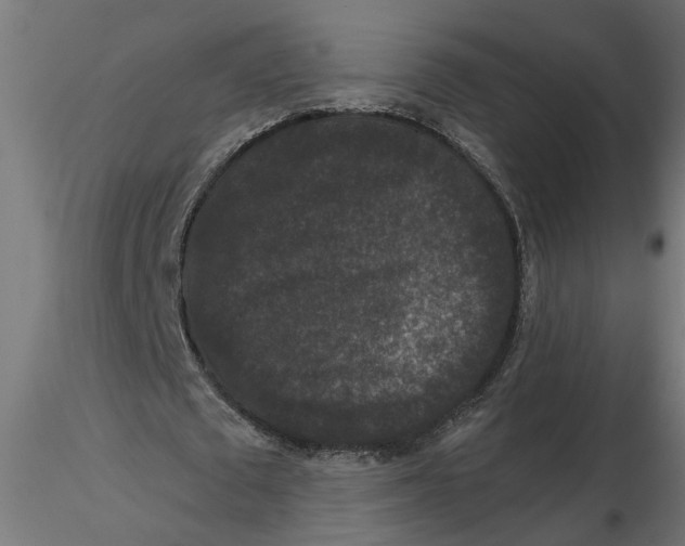 X0000116770673201001071217