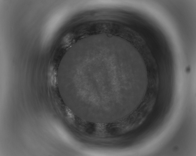 X0000116770766201001071216