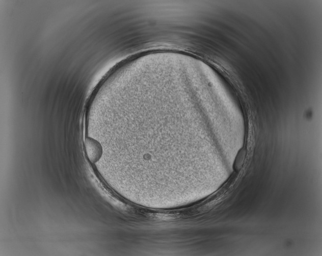 X0000116770796201001071215