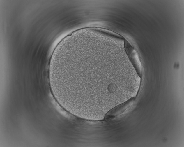 X0000116770816201001071215