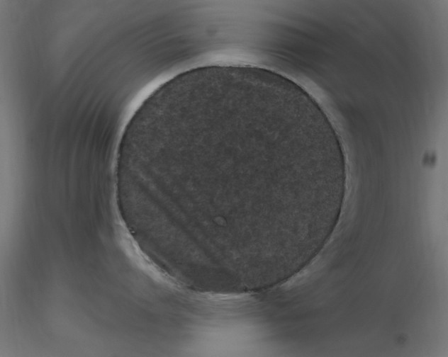 X0000116770864201001071215