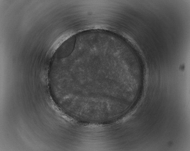 X0000116770977201001071212