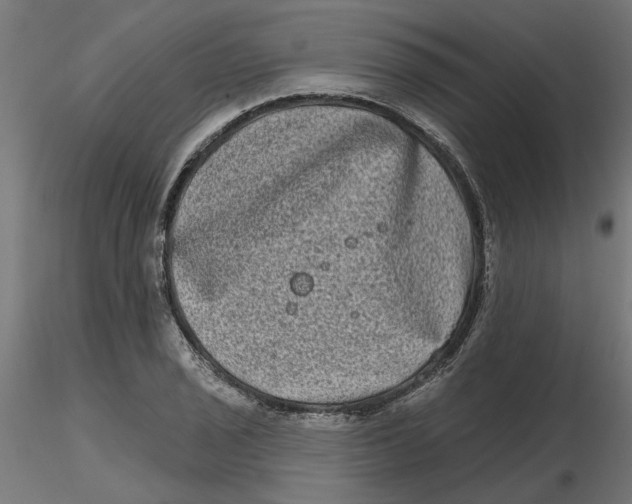 X0000116771029201001071212