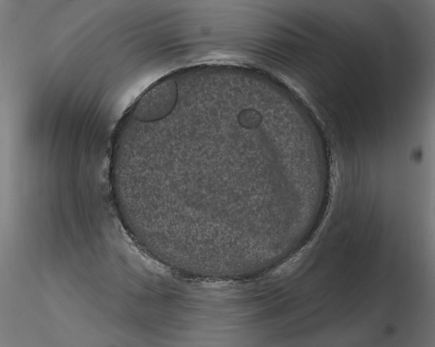 X0000116771066201001071211