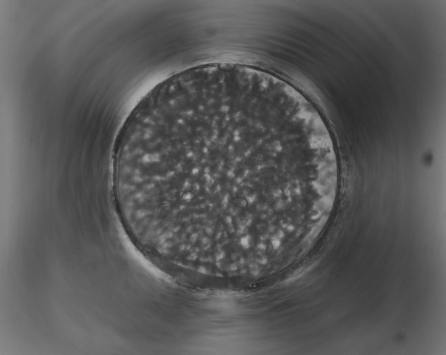 X0000116771095201001071211