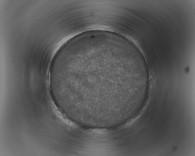 X0000116771125201001071210