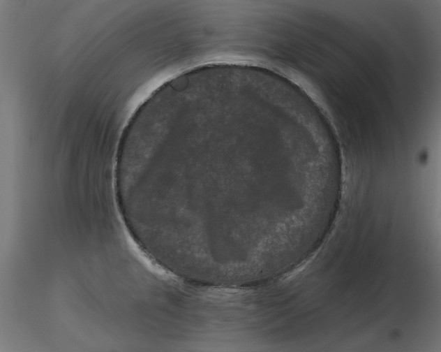 X0000116771237201001071209