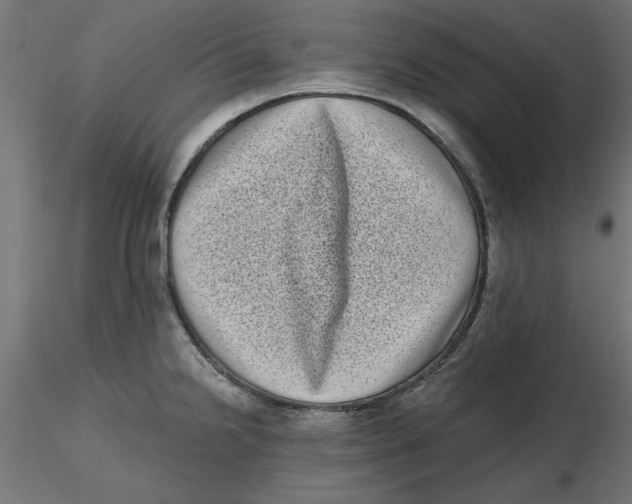 X0000116771238201001071209