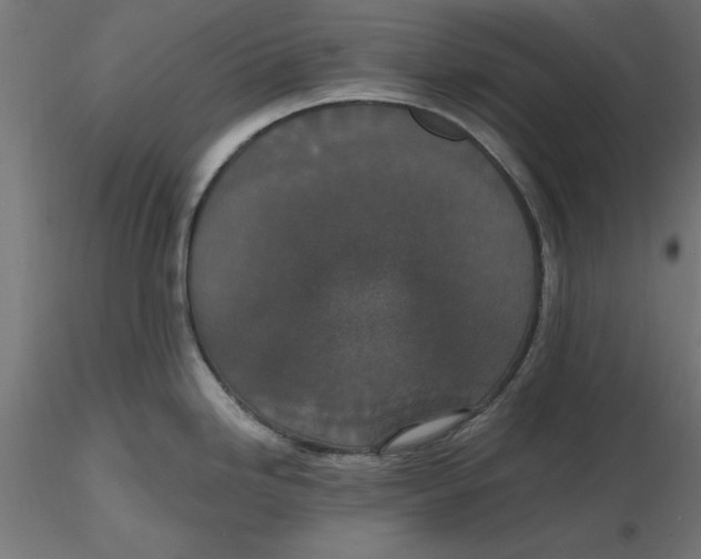 X0000116771246201001071209