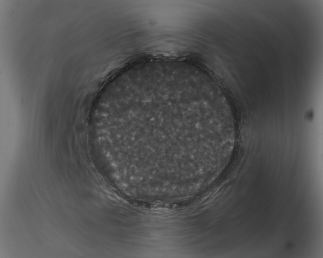 X0000116771297201001071207