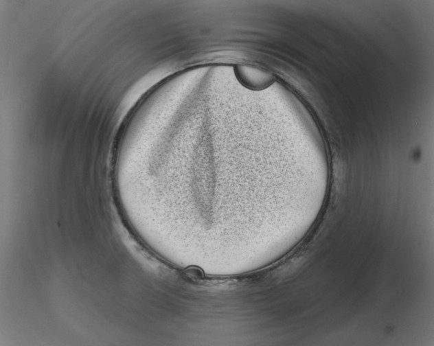 X0000116771426201001071207