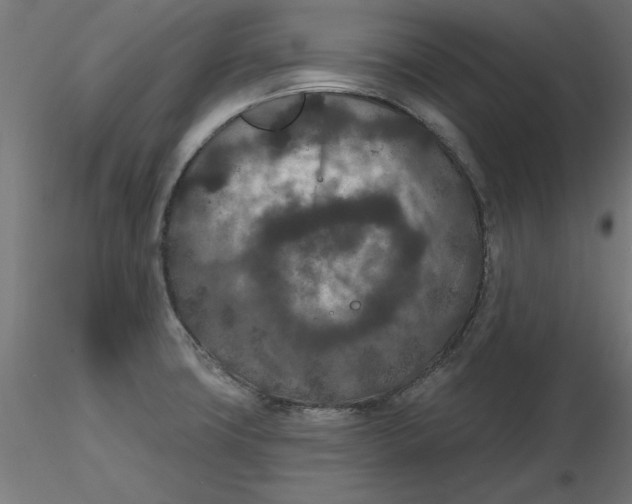 X0000116771427201001071207