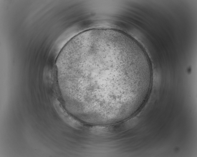 X0000116771481201001071206