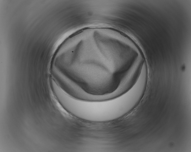 X0000116771485201001071206